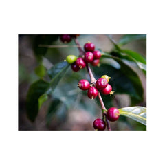 Rwanda Coproca coffee station cherries on branch