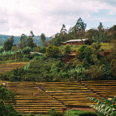 Coffee growing at Suke Quto, Ethiopia