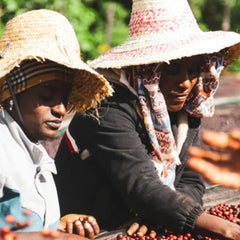 Coffee producers at Suke Quto