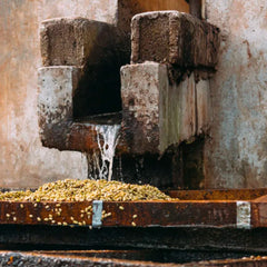 Washed coffee cherries at Suke Quto, Ethiopia