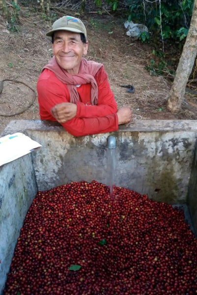 Origin Coffee Roasting - Colombia Finca Santa Elena | Cape Coffee Beans