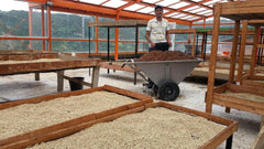 Finca Santa Elena coffee farm drying beds