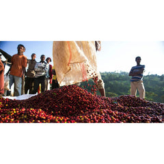 Coffee cherries out of bag Shakisso Farm, Guji Ethiopia