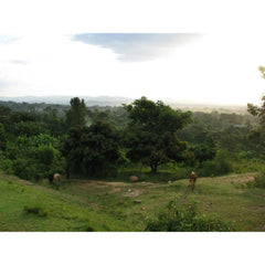 Ethiopia Sidamo highlands landscape with cows