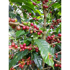Coffee cherries on the branch at Sítio Vargem Grande, Brazil
