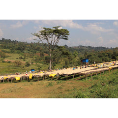 Shaded coffee plots at Sítio Vargem Grande, Brazil