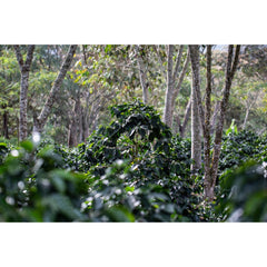 Coffee trees at Sítio Vargem Grande, Brazil