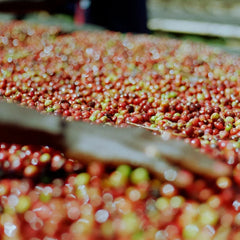 Fresh cherries being sorted by hand at Chelbesa washing mill