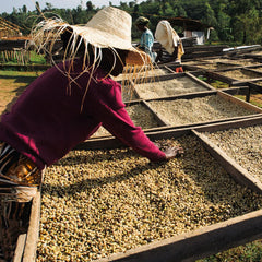 Ethiopian Coffee Drying Tables
