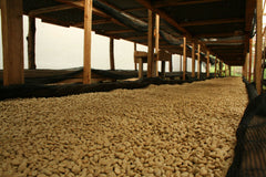 Origin Coffee Roasting Uganda Zebugu Busi Coffee Parchment Drying
