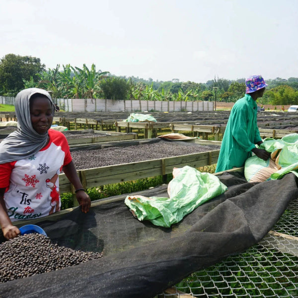 Origin Coffee Roasting - Uganda Muki Fruity | Cape Coffee Beans