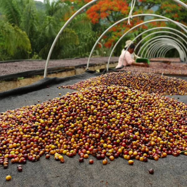 コーヒー Maururu Origin Coffee Roasting - Uganda Muki Fruity | Cape Coffee Beans
