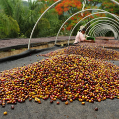Ripe coffee cherries being sorted on raised beds at The Coffee Yard, Mount Elgon Uganda
