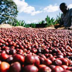 Coffee on raised beds at The Coffee Yard, Mount Elgon Uganda