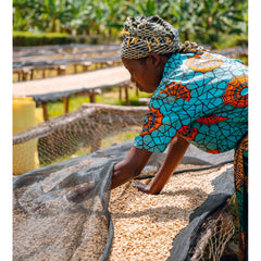 Coffee producer sorting parchment at Muraho Trading Co Vunga Washing Station in Nyabihu, Rwanda