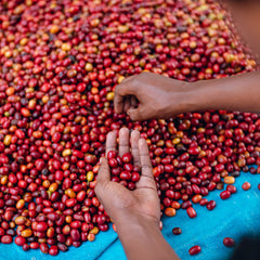 Sorting coffee cherries at Muraho Trading Co Vunga Washing Station in Nyabihu, Rwanda