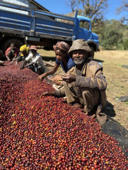 People sorting red coffee beans with a blue truck in the background
