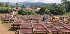 coffee cherry drying beds