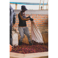 Zarza Coffee producer with bag dropping ripe red & yellow coffee cherries