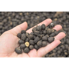Hand holding dry coffee cherries at Zarza Coffee, Colombia