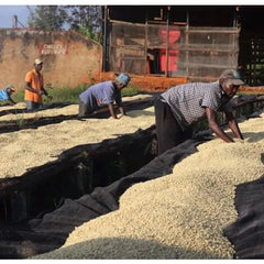 Kamwangi Coffee Factory processing facility