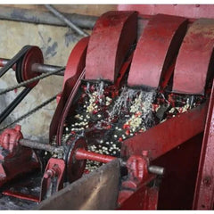 Kamwangi Coffee Factory coffee processing