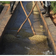 Kamwangi Coffee Factory coffee fermentation