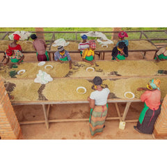 Coffee producers sorting cherries at Akagera mill, Rwanda