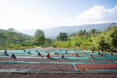 Alo Coffee Ethiopia - coffee drying beds