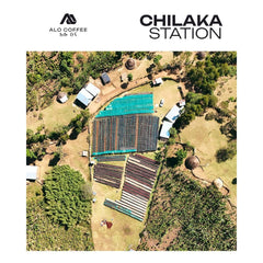 Aerial view of Alo Coffee’s Chilaka Station, showing rows of drying beds surrounded by trees and buildings.