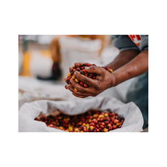 Coffee cherries being processed at the Blue Ayarza coffee station 