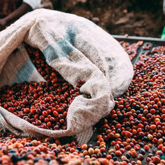 Rwanda Kilimbi Washing Station bag of ripe coffee cherries