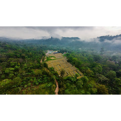 Aerial view of rows of coffee drying beds surrounded by lush green hills and mist.