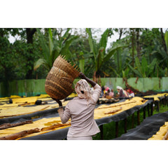 Worker carrying a large woven basket beside raised coffee drying beds, with other workers in the background.