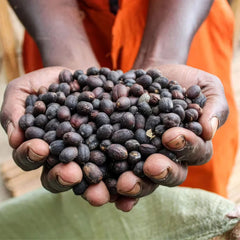Dry coffee cherries, Zukuka Bora Coffee Company Uganda
