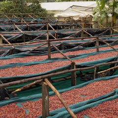 Coffee cherries drying at Zukuka Bora Coffee Company