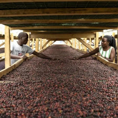 Shade drying and sorting at Zukuka Bora Coffee Company Uganda