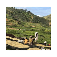 Coffee producers below a hill in Karusi province Burundi