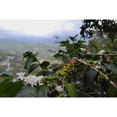Coffee cherries and flowers on branch, Colombia Cauca