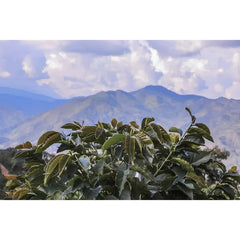 Coffee trees with mountains in the background, Colombia Cauca