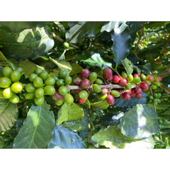 Coffee cherries on branch, Colombia Cauca