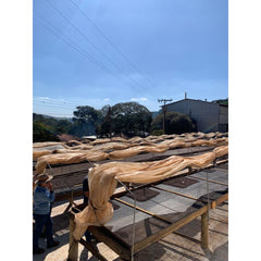 Brazil Fazenda Caxambu coffee farm drying racks