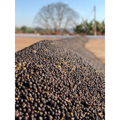 Brazil Fazenda Caxambu coffee harvest