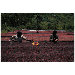 Burundi Mutambu Hill cherry on rasied beds with workers