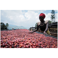 Burundi Mutambu Hill cherry drying 1