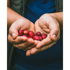 Colombia El Progreso Washed Coffee cherry in hand