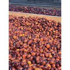 Cedar Panama Augustus Estate coffee cherry