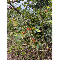 Cedar Panama Augustus Estate coffee tree