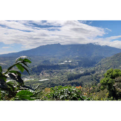 Cedar Panama La Vanguardia coffee mountain view