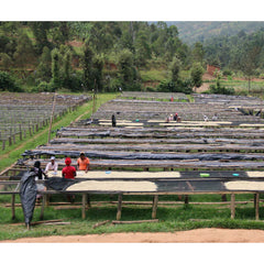 Cedar Rwanda Shyira Natural drying tables